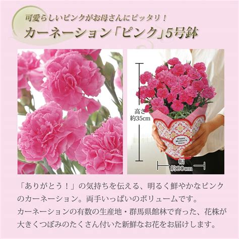 母の日 花 鉢植え カーネーション プレゼント 花鉢 母の日ギフト 母の日のプレゼント お父さんお母さんに贈りたいお母さんに感謝の気持ちを 安心と感動を送る！フラワーギフト 花のギフト社