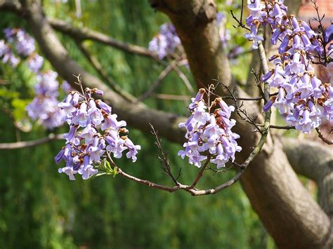 Paulownia