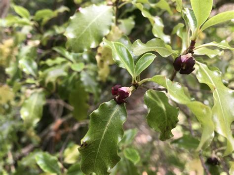 small oak  tree  tiny black flowers