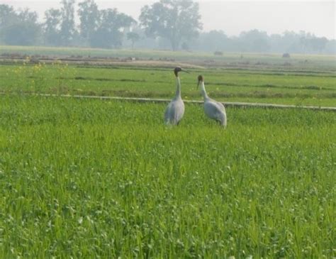 Photo 6: Sarus crane in pair Photo 7: Paired sarus crane in preening... | Download Scientific ...