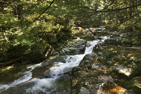 Freshwater Streams And Ecosystem Components Sciencing