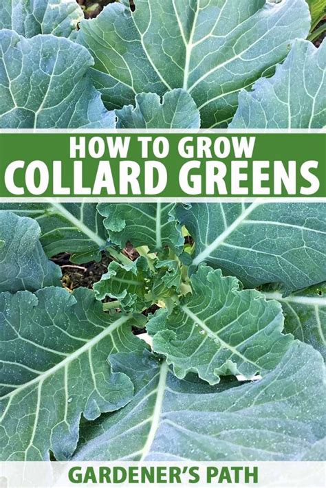 Easy Tips For Cutting Collard Greens From The Garden