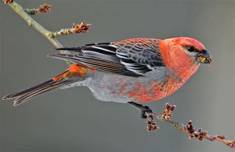 Pine Grosbeak - American Bird Conservancy