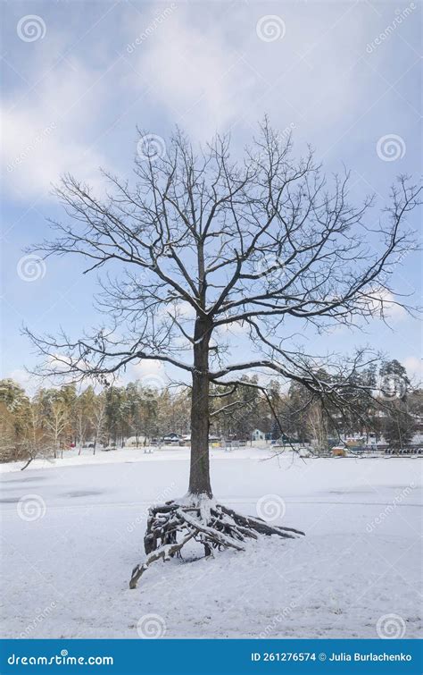 Naked Winter Tree Stock Photo Image Of Freshness Texture 261276574