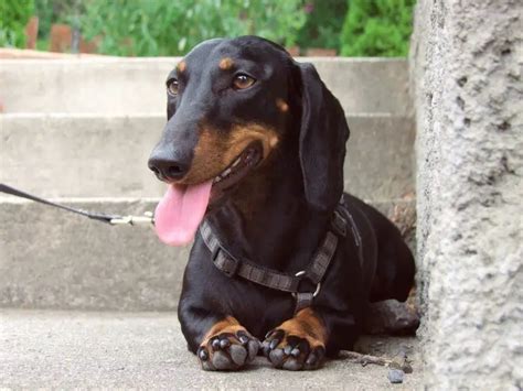 10 Common Dachshund Health Problems to Look out For – Dachshund Journal