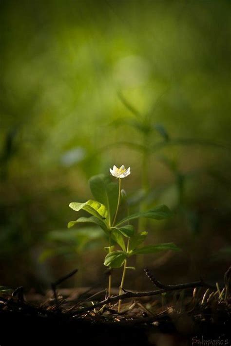 Macro Photography Flowers Photography Amazing Flowers Pretty Flowers