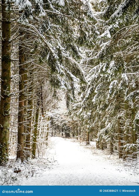 Snow-covered Walkway in a Snowy Fir Tree Forest during Daytime Stock