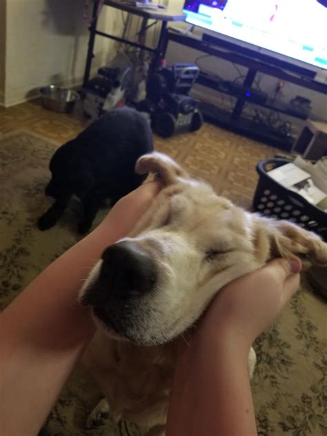 I do the face squish : r/Blessed_Images