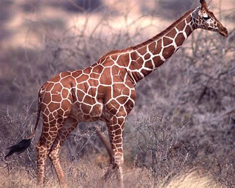 Reticulated giraffe - Alchetron, The Free Social Encyclopedia