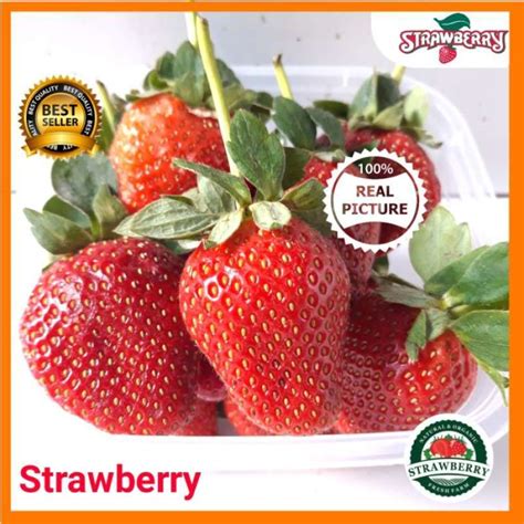 Jual Buah Strawberry Stroberi Fresh Buah Segar Halal Di Seller Rdh