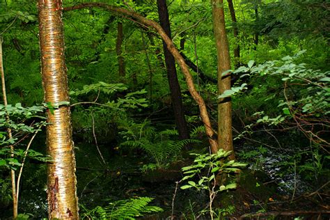 Woodland Ferns Photograph by Virginia Pakkala - Fine Art America