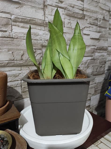 Moonshine Snake Plant Sansevieria From Thailand Stalks Furniture