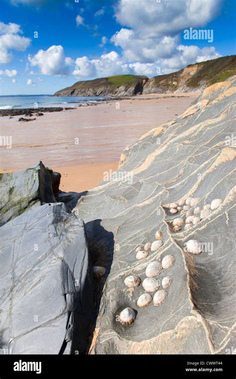 Porthbeor Beach St Antony St Just In Roseland Cornwall Uk Limpets