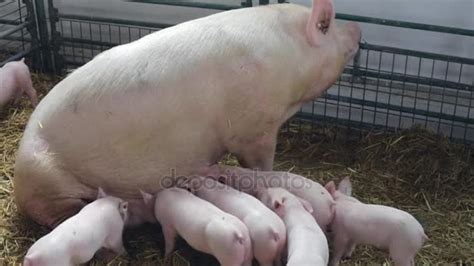 Sow with piglets — Stock Video © Baloncici #166488022