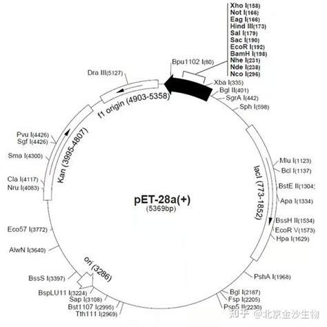 小知识 载体构建：无缝克隆里的移码问题 知乎