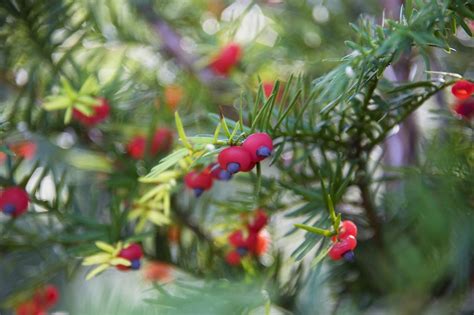 The Most Beautiful Deadly Plants