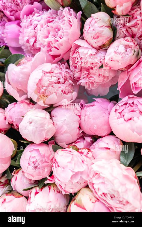 Floral carpet or Wallpaper. Background of pink peonies. Morning light ...