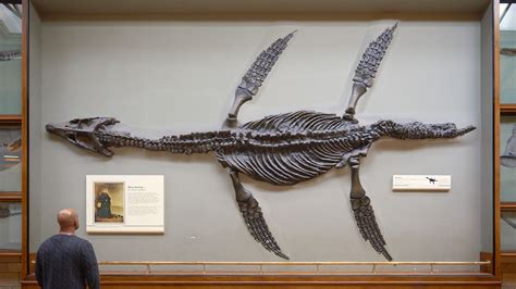 The Largest Marine Reptile In History Has Been Discovered