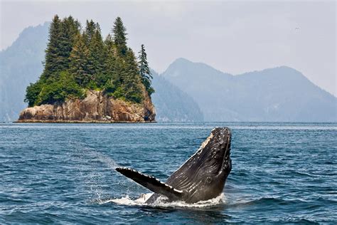 Cruises To Alaska Inside Passage Alaska Royal Caribbean Cruises