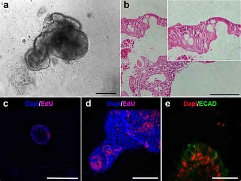 Intestinal Lineages Of The Human Enteroids A Human Enteroid After 6