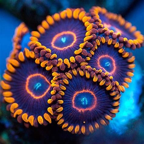 Your Source For All Things Zoanthids Palys Identification Learning