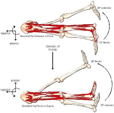 What Is A Synergistic Muscle