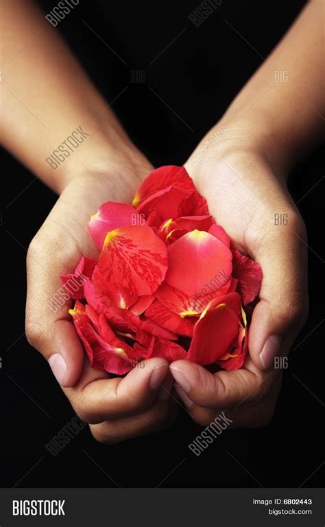 Hand Holding Red Rose Image & Photo (Free Trial) | Bigstock