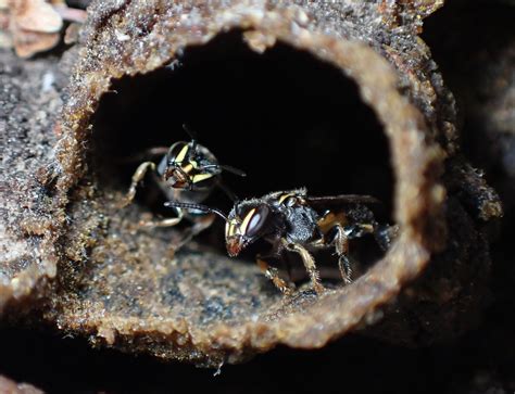 Plebeia Emerina Stingless Bee Colony Palo Alto Ca May 2021 Flickr