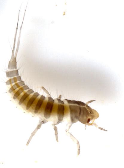 Aquatic Insect Larva Hydroporus Bugguide