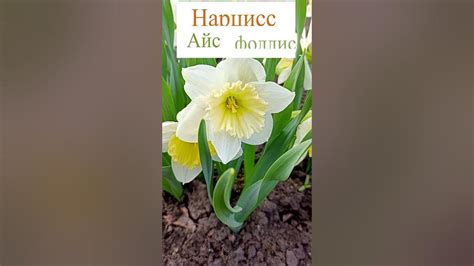 Нарцисс Айс Фоллис.💐🌷🌺 - YouTube