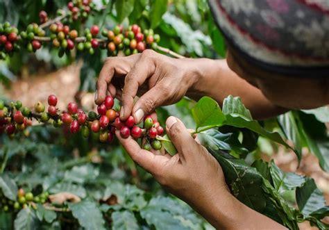 Detienen A Seis Caficultores Por Protestar