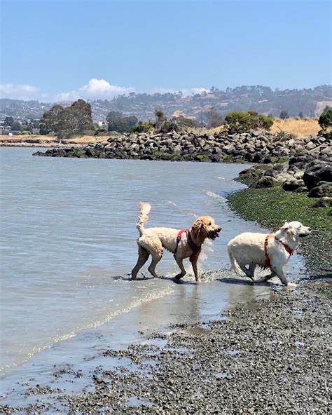 Where Is The Best Off Leash Dog Park Near Me Discover 20 Awesome Dog