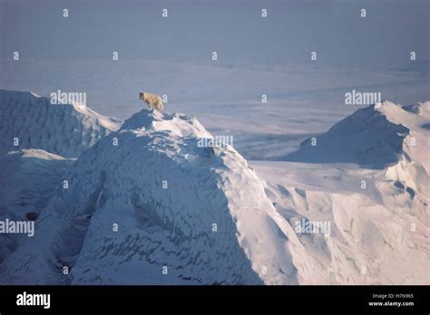 Arctic Wolf Canis Lupus Male On Iceberg Ellesmere Island Nunavut