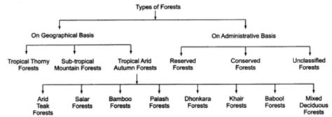 Classification Of Forest