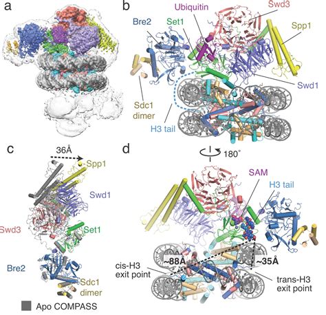 Structural Basis For Compass Recognition Of An H B Ubiquitinated