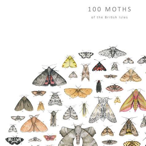 100 Moths Natural History Poster By Dani Williams Art Illustration