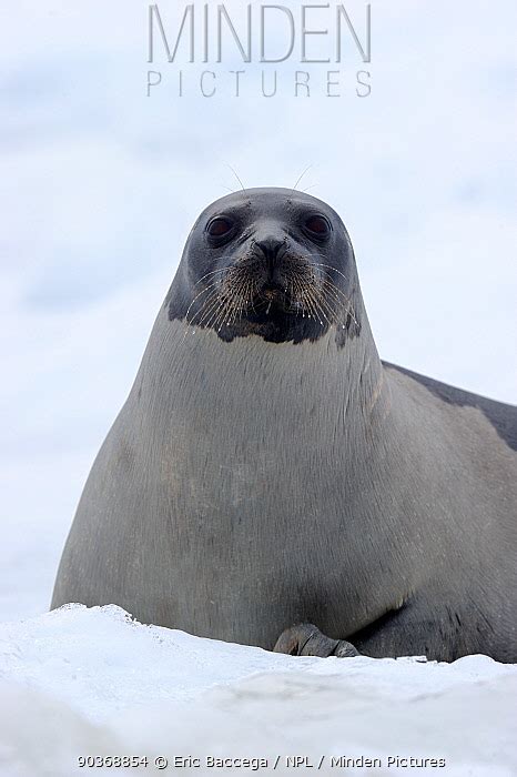 Harp Seal Stock Photo Minden Pictures