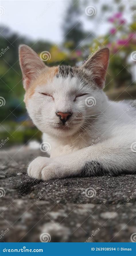 Sleeping Cat Possition Stock Photo Image Of Position 263938594