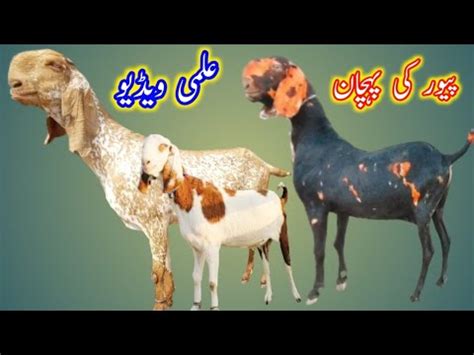 Beetal Ablak Shera Bakriyan At Bismillah Goat Farm 16 2 23 Goat