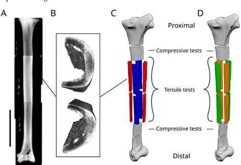 Figure 2 From Smart Biomechanical Adaptation Revealed By The Structure