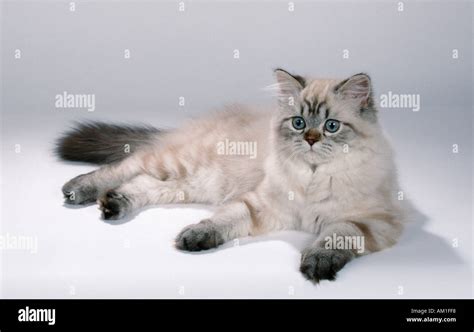 Persian Cat Colorpoint Stock Photo - Alamy