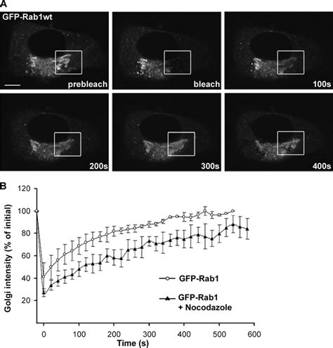 Kinetics Of Rab1b Binding To And Dissociation From Golgi Membranes A