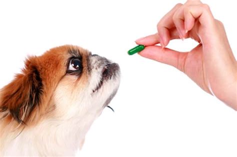 Can my Dog Eat Piriton? - Health Advice & Dosage Limits