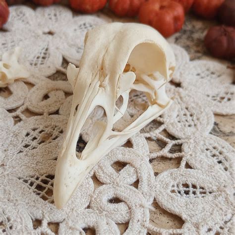 Animal Bones Etsy