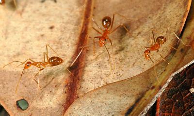 Yellow crazy ant - Pacific Invasive Ant Toolkit