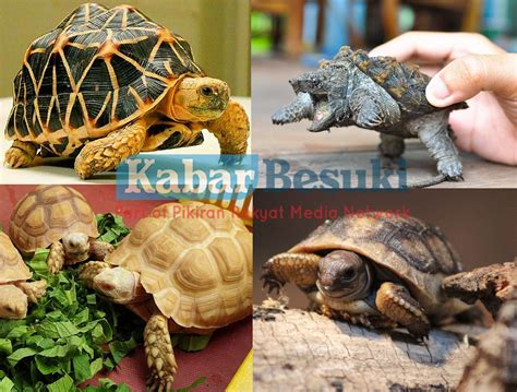 6 Jenis Kura Kura Istimewa Dengan Harga Fantastik Intip Keindahannya