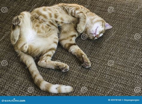 Happy Sleeping Cat Stock Photo Image Of Relaxation Small 45978160