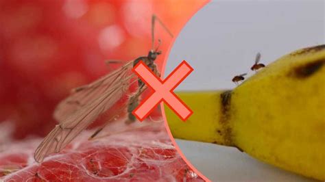 COMMENT SE DÉBARRASSER DES MOUCHES À FRUITS DANS LA CUISINE EN QUELQUES