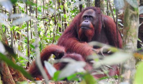Runtu the Orangutan's Wild Adventures - Orangutan Outreach