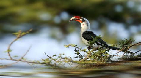 Red Billed Hornbill – AZ Birds